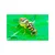 20 Pcs Insect Lures For Frulure (Bactrocera Species)